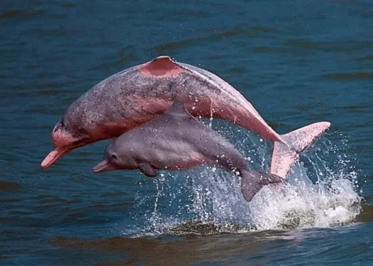 3D2N Amazon River, Pink Dolphin Tour from Iquitos Airport